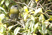 Phainoptila melanoxantha